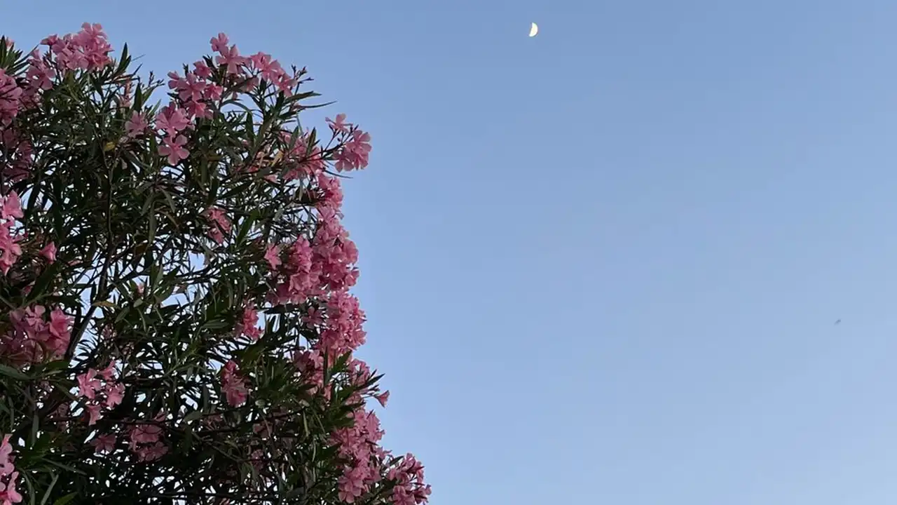 赵姿吟头像