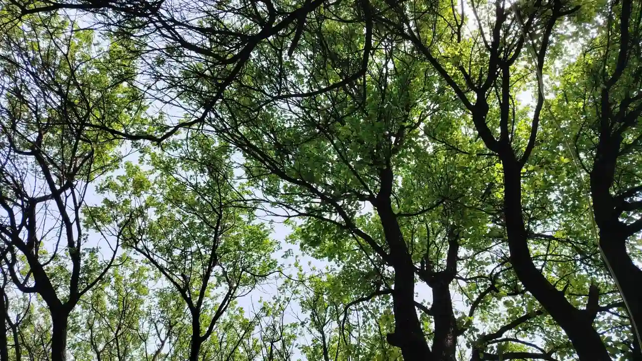 酒色一生一世使用方法与常见问题排查
