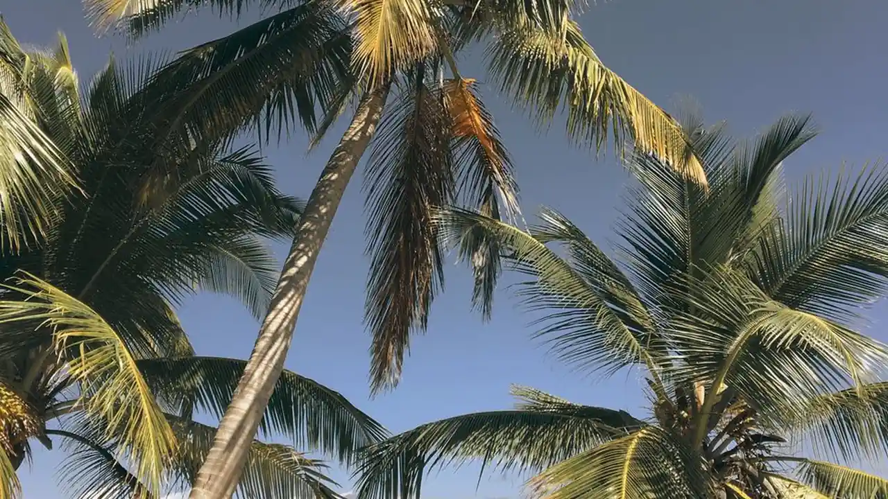 dps影视网使用指南选择关注点与注意事项分析